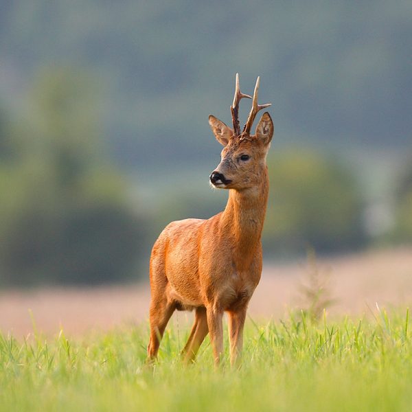 chasse-brocard Un chevreuil aux bois de velours se dresse dans un champ verdoyant, avec un fond flou de douces collines. La lumière illumine le cerf, mettant en valeur son accueil alerte et sa texture de fourrure détaillée.