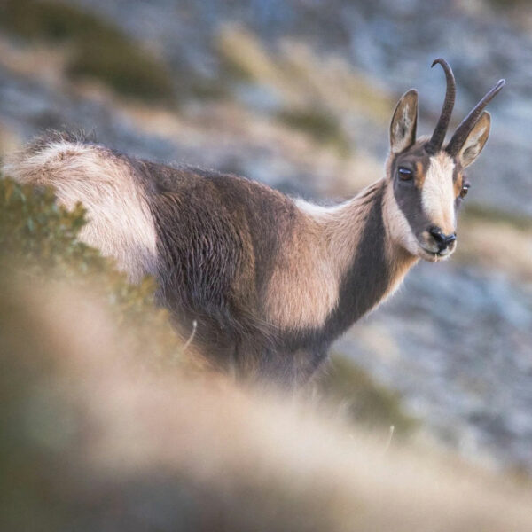 Chasse à l'isard Chasse à l'isard