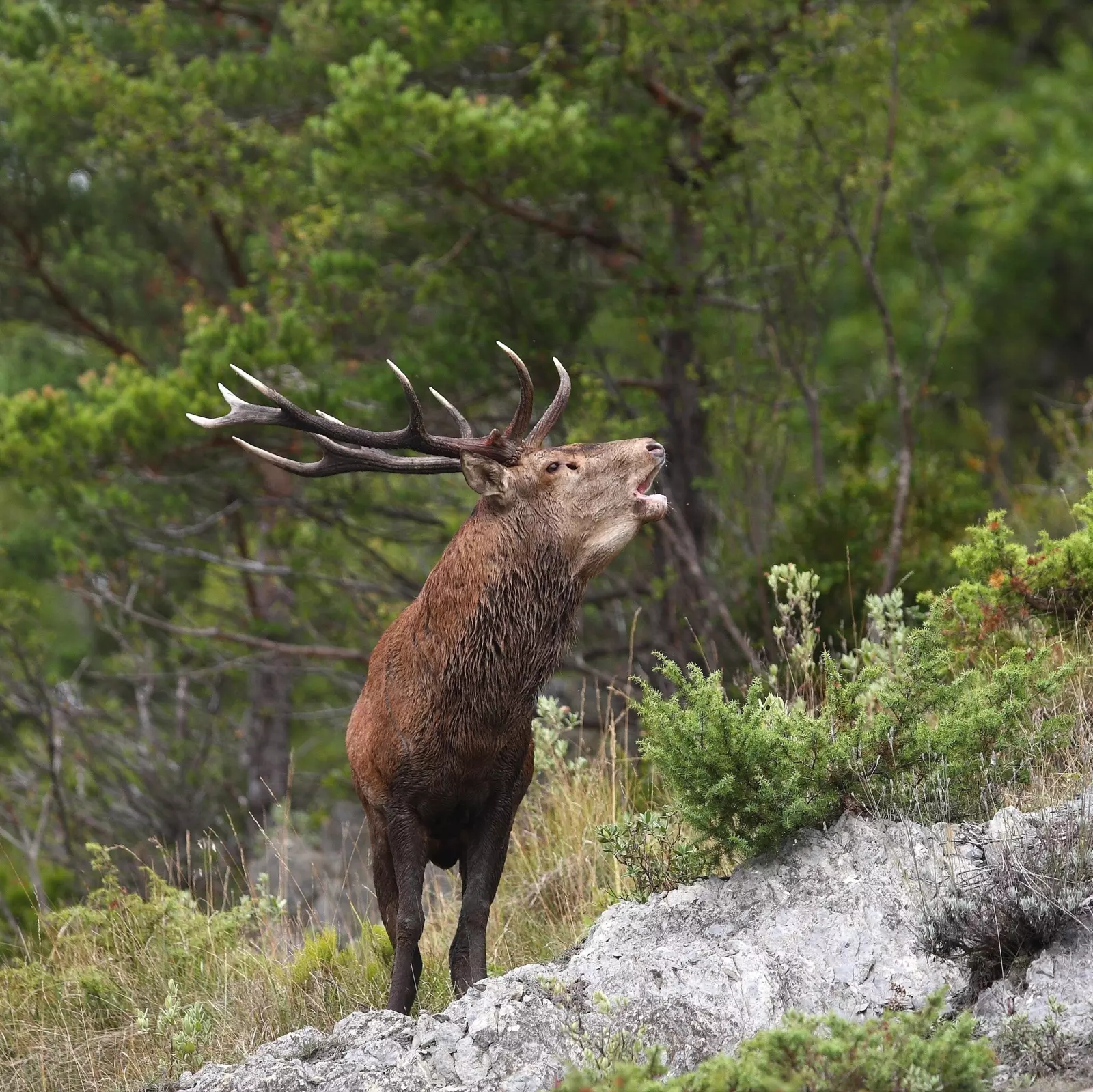 Chasse au cerf