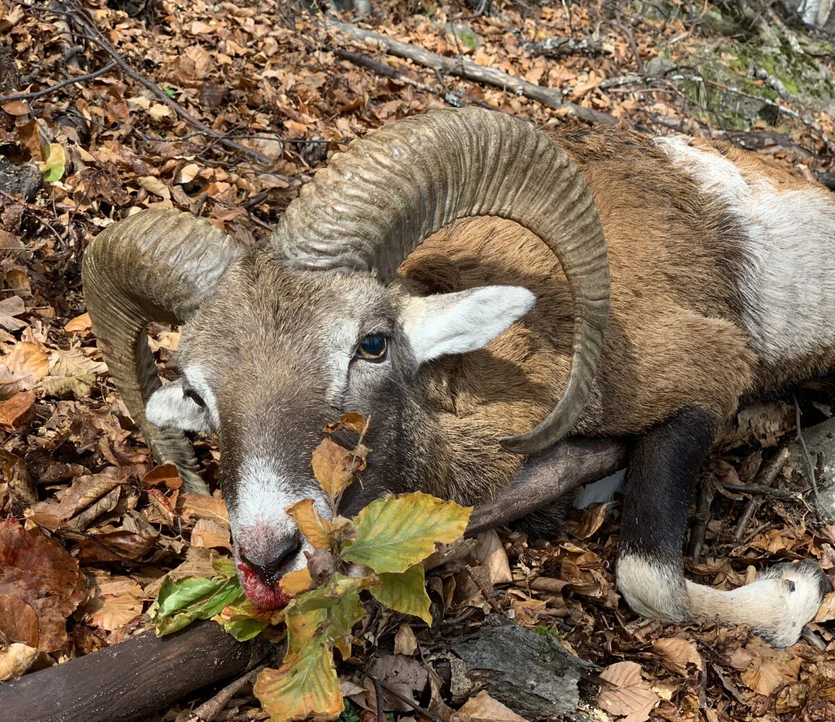 Voyages de chasse en France
Chasse &agrave; l&rsquo;approche sur territoires ouverts dans les Pyr&eacute;n&eacute;es et le Sud-ouest