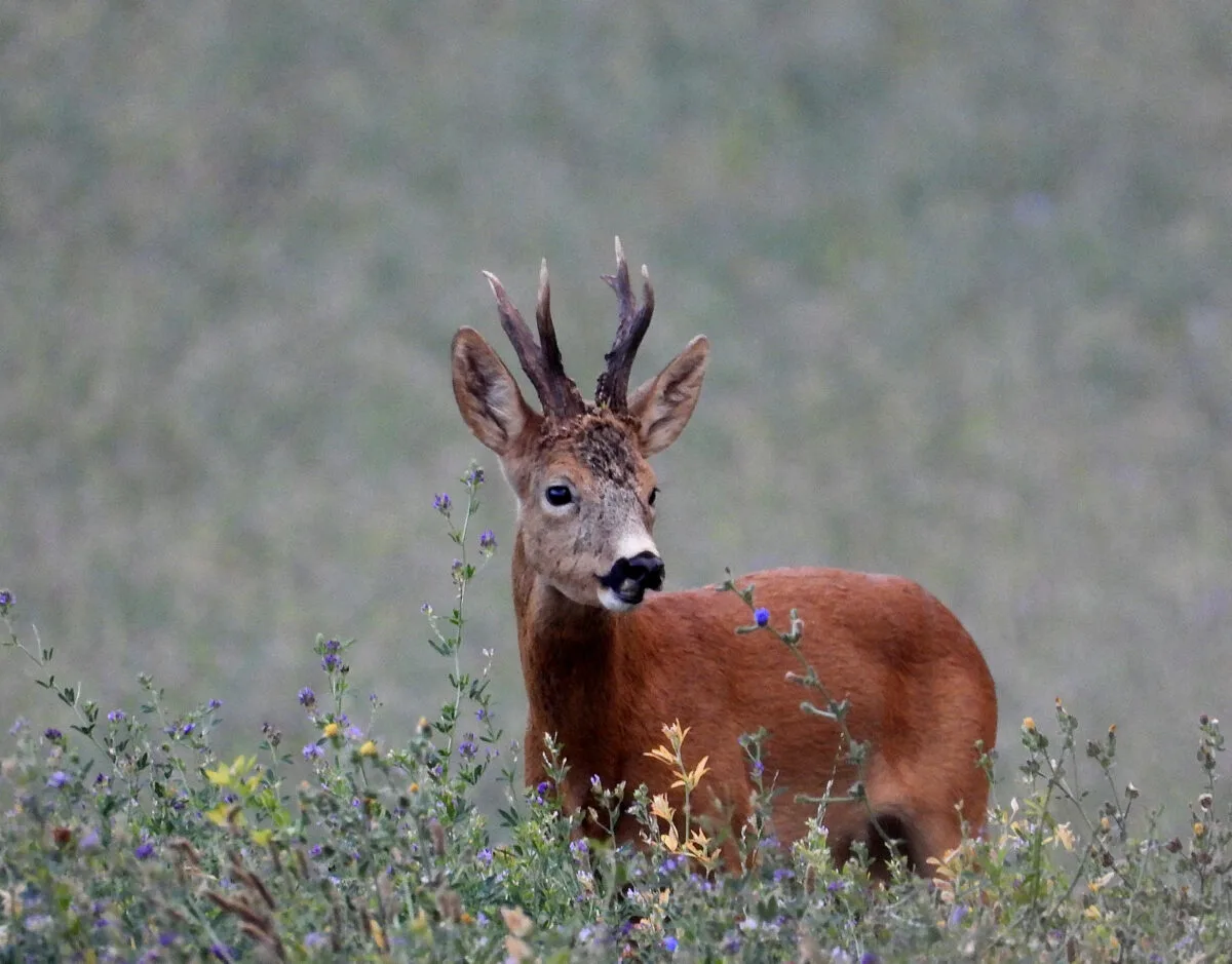 Voyages de chasse en France
Chasse &agrave; l&rsquo;approche sur territoires ouverts dans les Pyr&eacute;n&eacute;es et le Sud-ouest