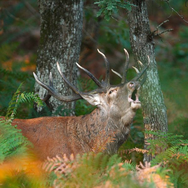 A majestic stag with impressive antlers stands in the middle of a forest, bellowing open-mouthed, surrounded by ferns and trees in a natural woodland setting.