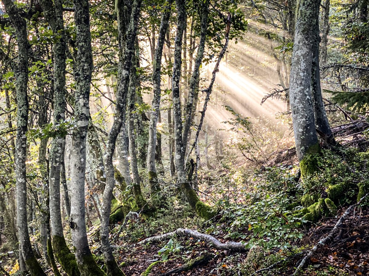 Sunlight pierces the forest canopy, creating a mystical dance of light and shadow among the trees during a weekend hunt.