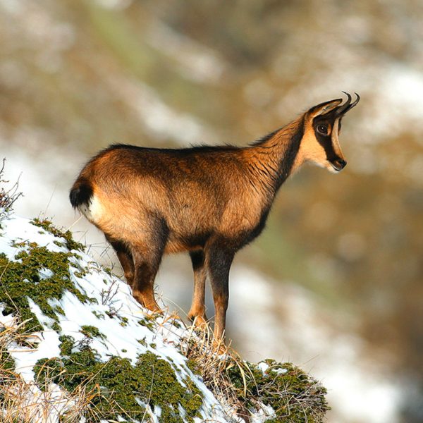 A chamois standing gracefully on a snow-covered hill with a welcome backdrop of winter trees.