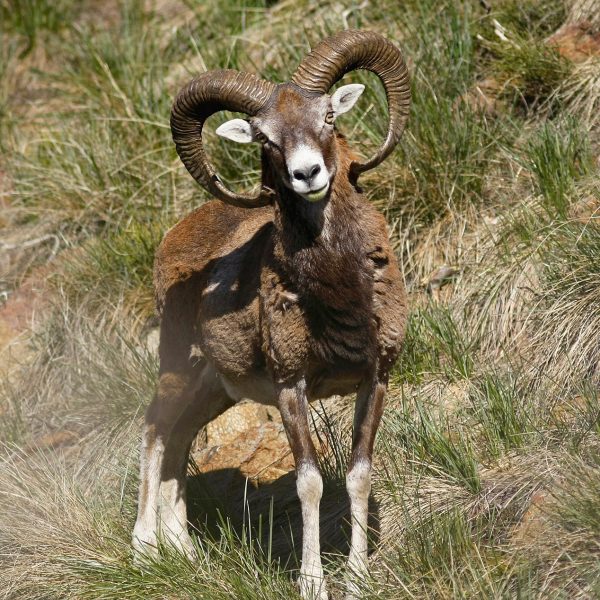 A majestic mouflon standing in a grassy area with its distinct spiral horns in full view, offering a welcome sight.