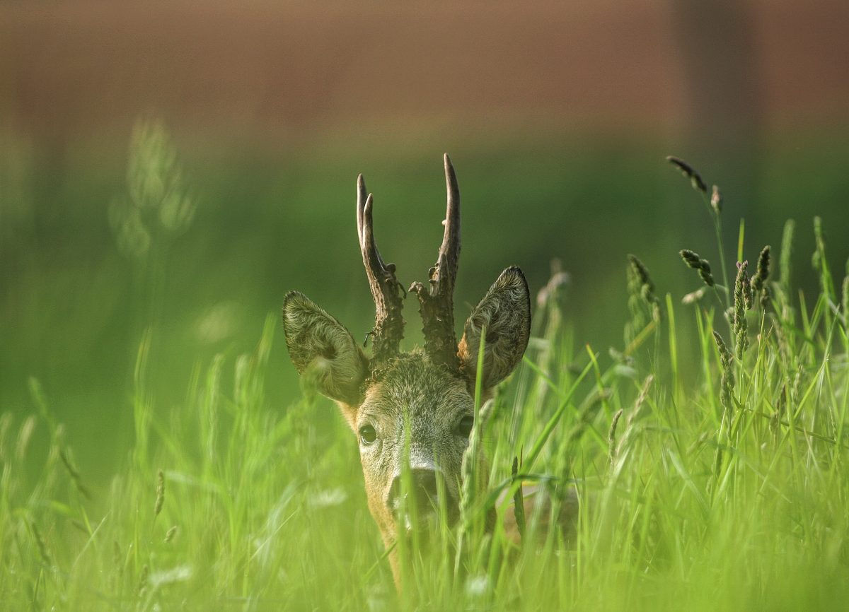 Coucou depuis le pré : un cerf curieux avec des bois en herbe scrute à travers l'herbe verte luxuriante, se fondant parfaitement dans la tapisserie naturelle du champ.