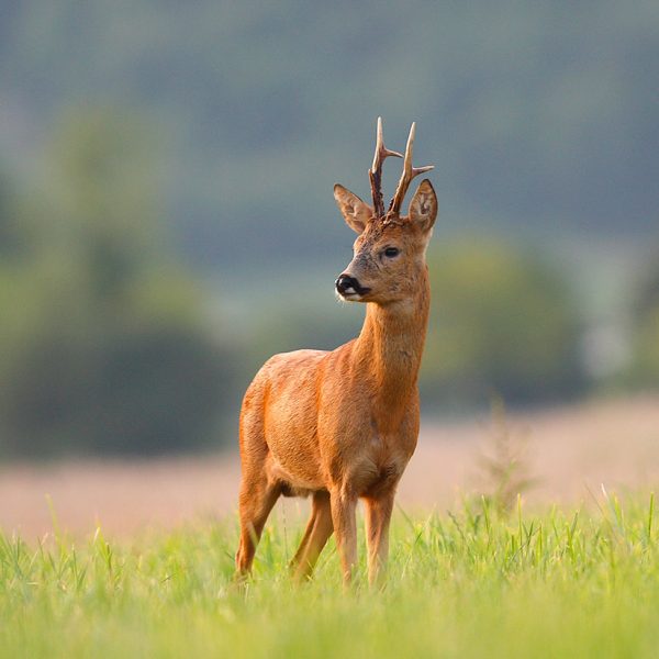 Un chevreuil aux bois de velours se dresse dans un champ verdoyant, avec un fond flou de douces collines. La lumière illumine le cerf, mettant en valeur son accueil alerte et sa texture de fourrure détaillée.