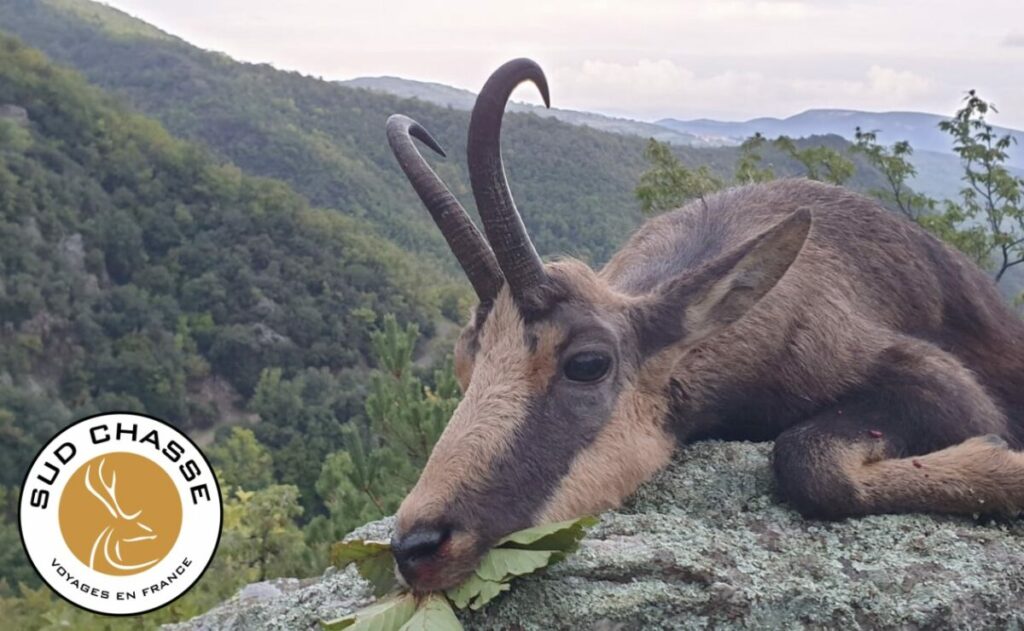 Réservez vos chasses de montagne!