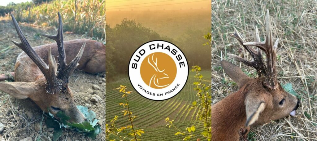 Chasse d'été du brocard : Une saison d'été exceptionnelle!