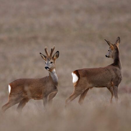 Tir d'hiver du chevreuil dans le Gers Tir d'hiver du chevreuil dans le Gers